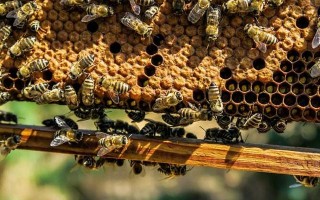 蜜蜂蜡有什么作用与功效,蜜蜂蜡泡酒的作用与功效