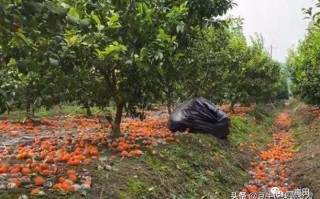 田豆是什么样子,田豆是什么豆