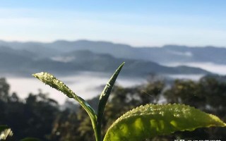 糯米香茶属于普洱茶范畴，普洱茶范畴，属于普洱茶范畴