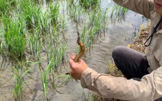 吸鳅乱窜,抽拉泥鳅背是什么意思