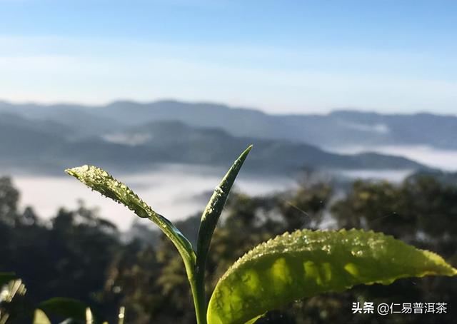 糯米香茶属于普洱茶范畴，普洱茶范畴，属于普洱茶范畴  第1张