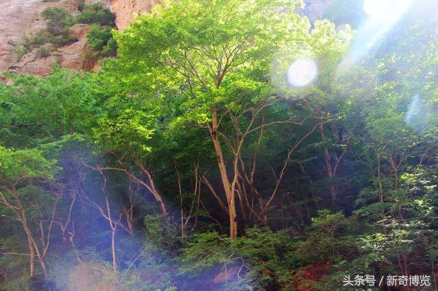 山西沁水历山风景区与沁水历山风景区谁好，沁水历山风景区谁好  第13张