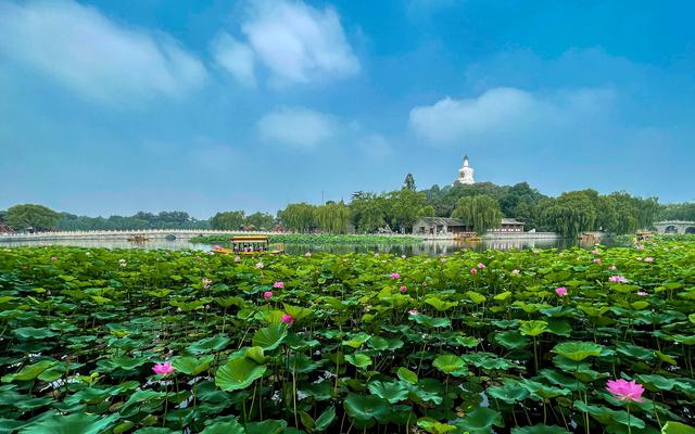 北京市属公园夏花观赏指南：北京市属公园夏花观赏指南  第3张