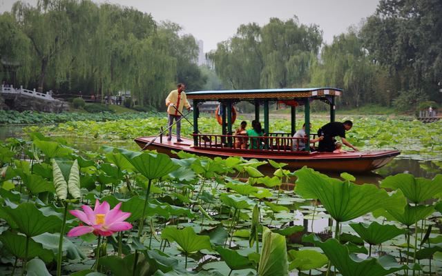 北京市属公园夏花观赏指南：北京市属公园夏花观赏指南  第5张