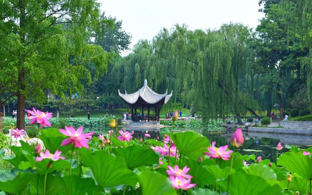 北京市属公园夏花观赏指南：北京市属公园夏花观赏指南  第4张