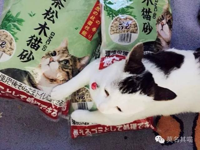 松木猫砂遇到膨润土猫砂，膨润土猫砂  第7张