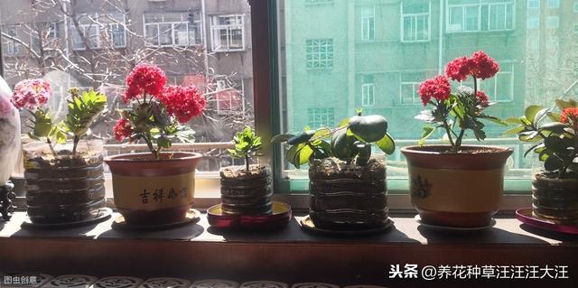 盆栽植物花盆的选择，有多重要？  第1张