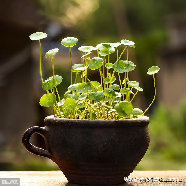 盆栽植物花盆的选择，有多重要？  第3张