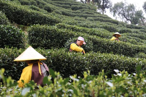 青海的熬茶为何香味独特？  第6张