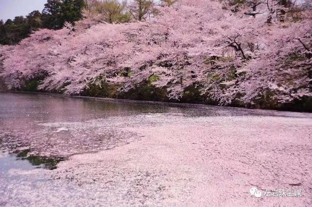 近40年的粉钻珠宝历史。,春日好时节，让我们一起感受于珠宝世界的繁花似锦吧~  第10张