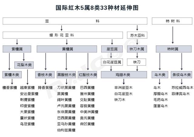 楠木种类总共有几种,金丝楠木树苗有多少品种  第10张