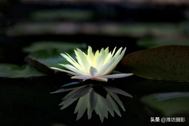 莲花菩提子,莲花菩提到底是什么  第2张