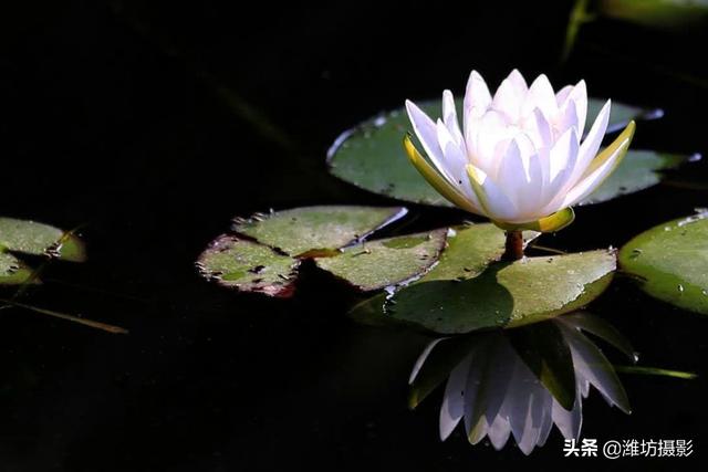 莲花菩提子,莲花菩提到底是什么  第4张