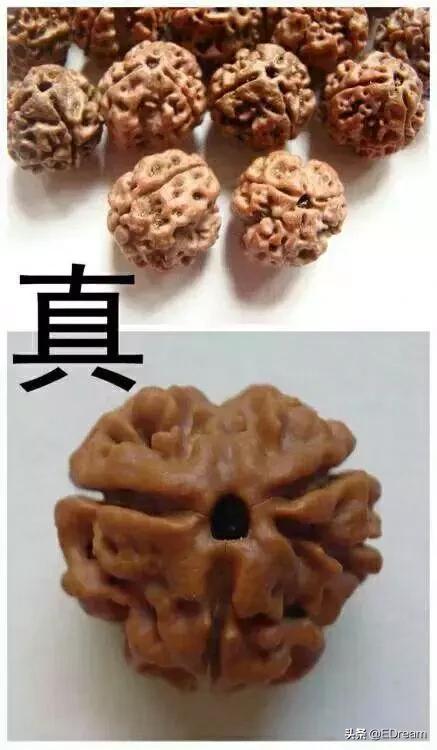 菩提子是什么东西,菩提代表啥意思  第11张