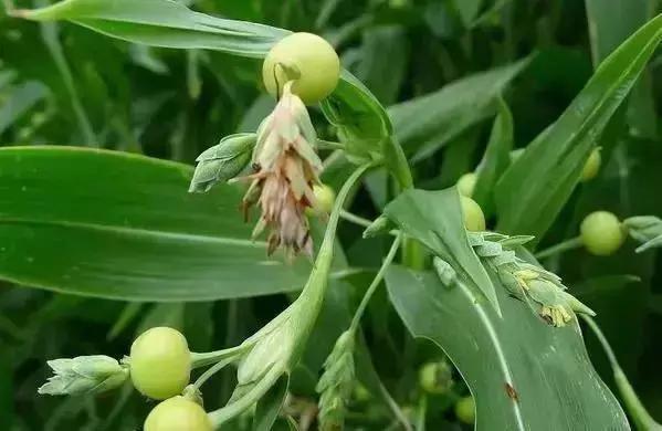 小叶菩提树,小叶菩提树  第4张