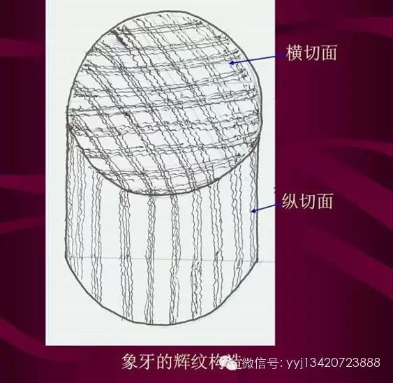 河马牙齿,怎么鉴别河马牙真假