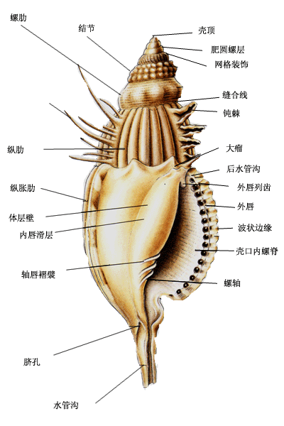 珍珠贝长什么样子,什么是珍珠贝图片  第4张