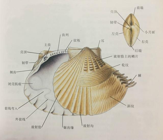 珍珠贝长什么样子,什么是珍珠贝图片  第6张