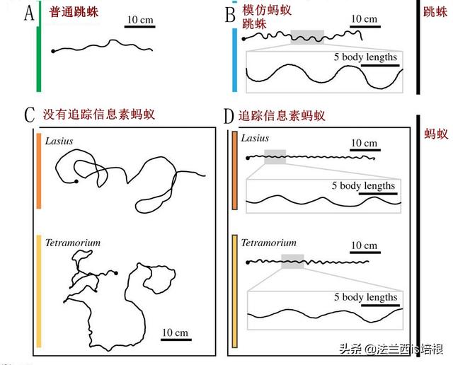 翡翠三角蟾有什么意义和象征,翡翠三脚蟾的寓意和象征是什么