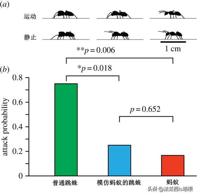 翡翠三角蟾有什么意义和象征,翡翠三脚蟾的寓意和象征是什么