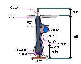 什么是毛颤状结构的细胞,毛啥结构  第3张