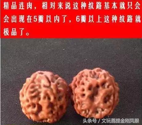 五星双龙纹大金刚,老树五星双龙金刚菩提  第3张