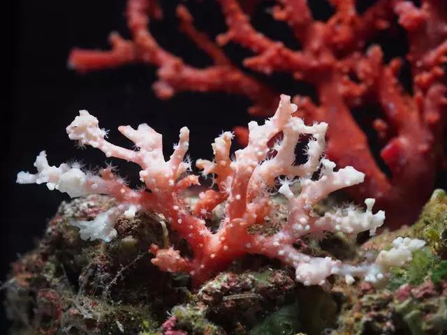 假阿卡珊瑚,阿卡牛血珊瑚仿品  第9张
