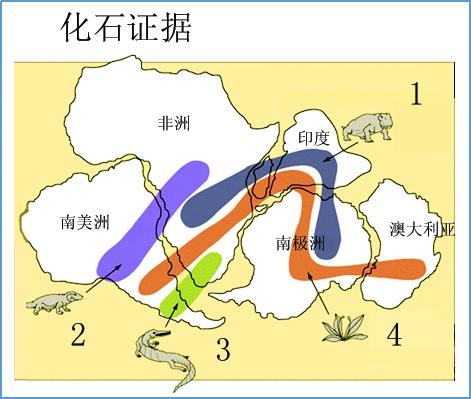 琥珀为什么有贝壳光泽,琥珀中为什么有贝壳光