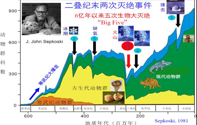 琥珀为什么有贝壳光泽,琥珀中为什么有贝壳光