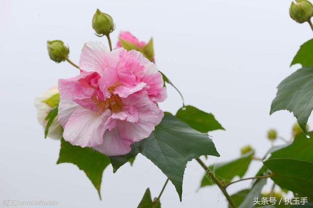 芙蓉底翡翠是什么意思,芙蓉底和果冻底翡翠  第3张