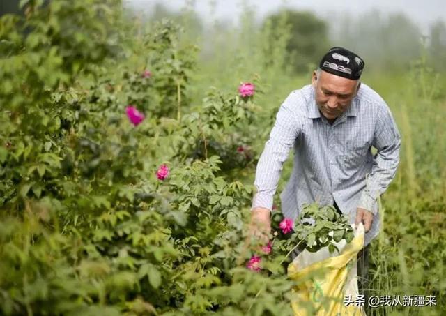 和田玉蝴蝶的寓意什么意思啊,和田玉蝴蝶代表什么  第2张