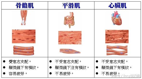 红白肉指的是什么意思,红白肉  第2张