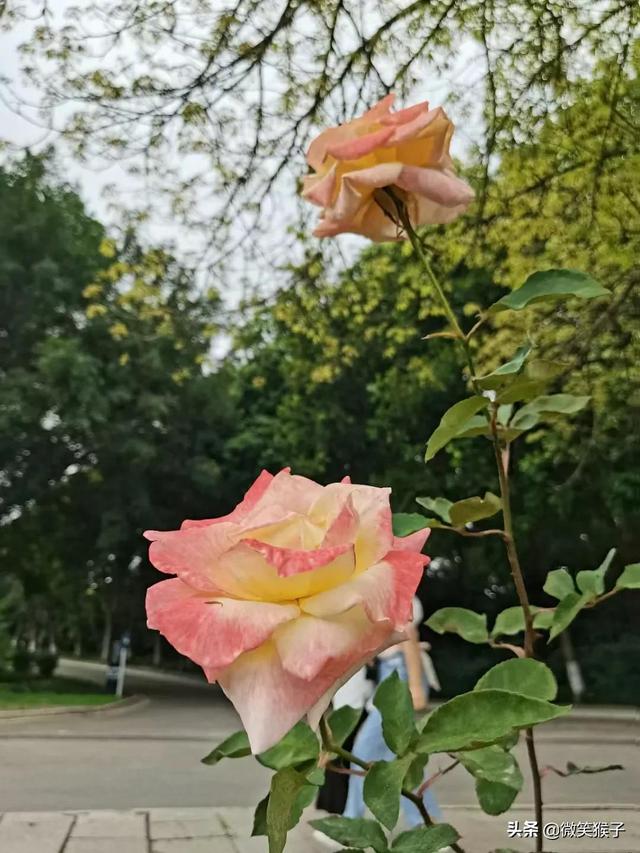 几朵玫瑰的花语与寓意是什么,送3朵玫瑰花表示什么  第2张