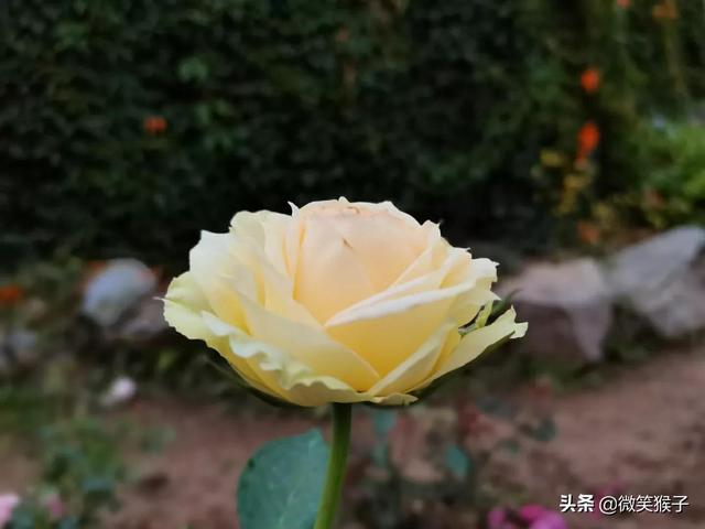 几朵玫瑰的花语与寓意是什么,送3朵玫瑰花表示什么  第4张