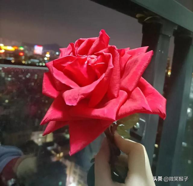 几朵玫瑰的花语与寓意是什么,送3朵玫瑰花表示什么  第5张