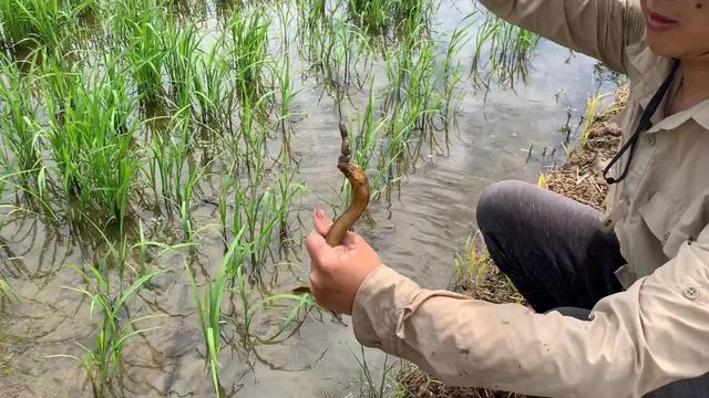 吸鳅乱窜,抽拉泥鳅背是什么意思  第1张