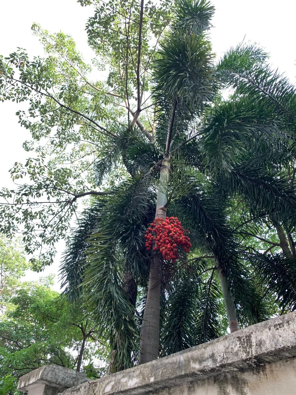 公园就捡得到的文玩？又一种不要钱的文玩-第3张图片-