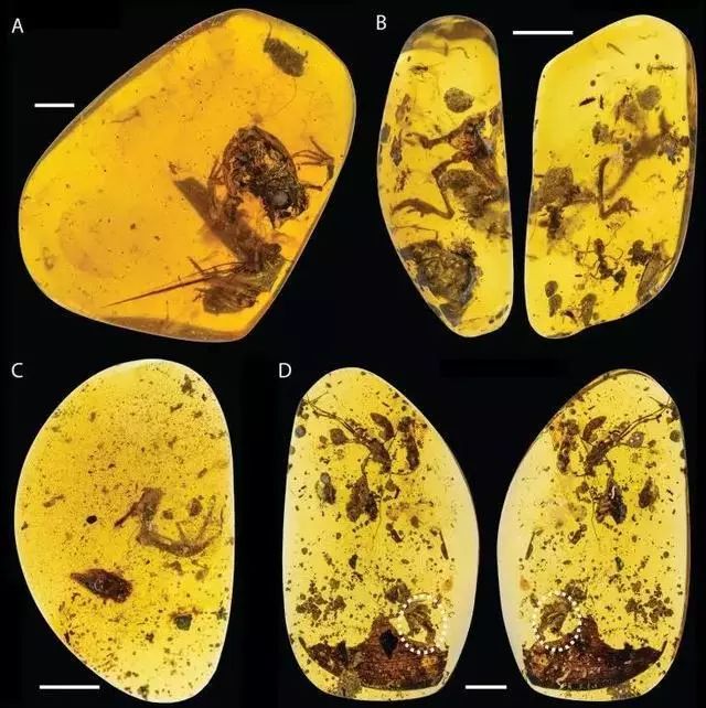 琥珀中竟然藏了一青蛙？原因竟然是太贪吃了