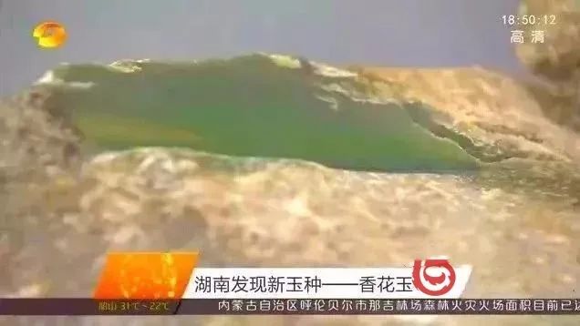 是泡沫还是财富密码？新玉种值不值得入手？-第22张图片-