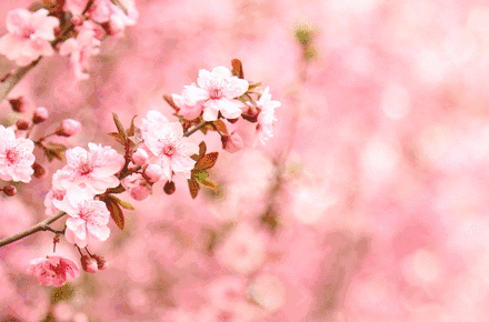 给您春日里增添最美的童话——樱花玛瑙